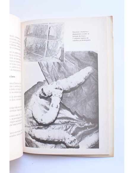 Historia de la seda murciana a través de los tiempos