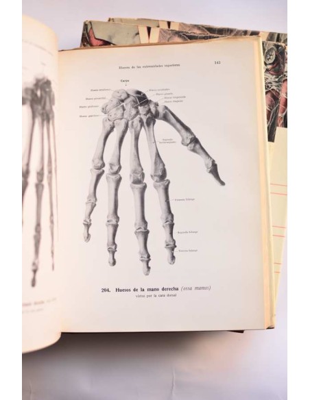 Atlas de anatomía humana