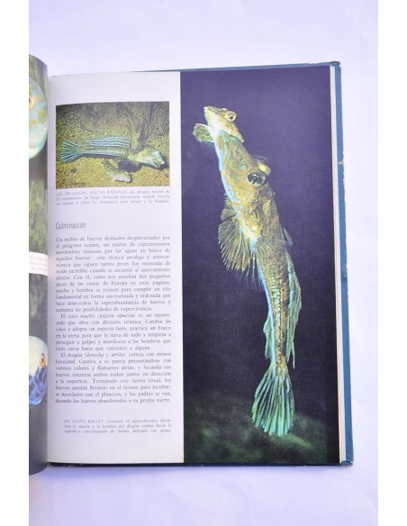 Los peces