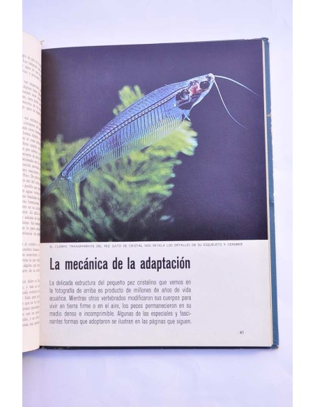 Los peces