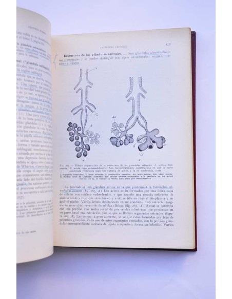 Anatomía humana. Tomo III
