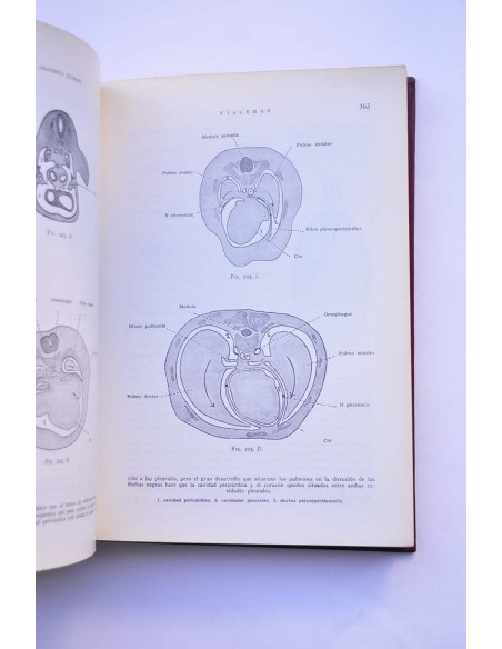 Anatomía humana. Tomo III