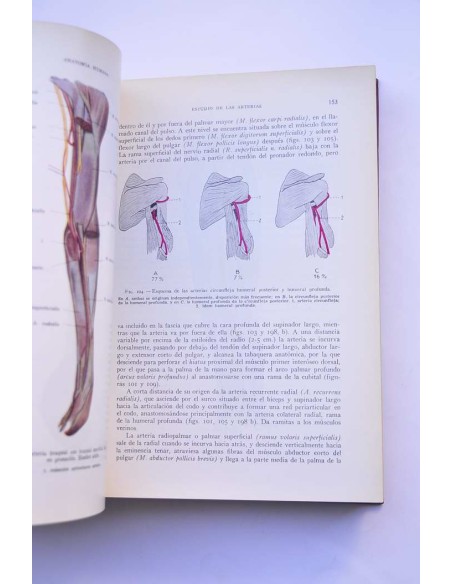 Anatomía humana. Tomo III