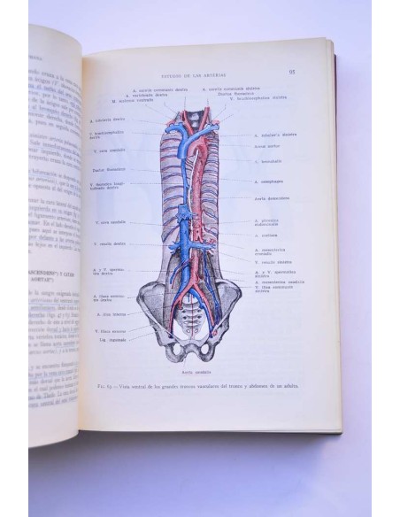 Anatomía humana. Tomo III