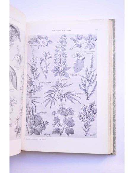 La vida de las plantas