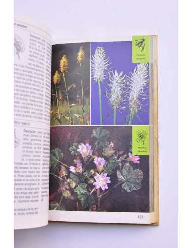 Plantas medicinales, bayas, verduras silvestres