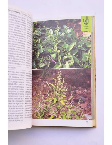 Plantas medicinales, bayas, verduras silvestres