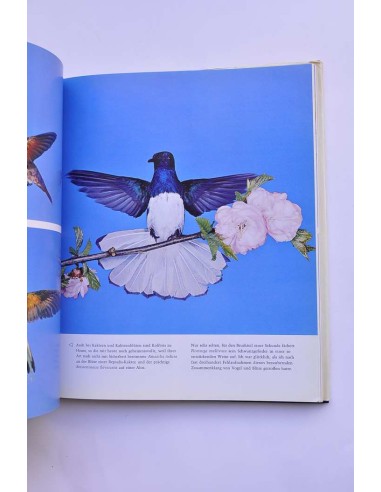 Kolibris. Fliegende Edelsteine