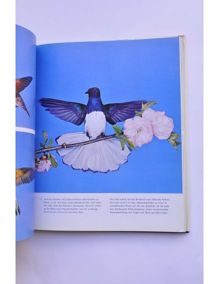 Kolibris. Fliegende Edelsteine