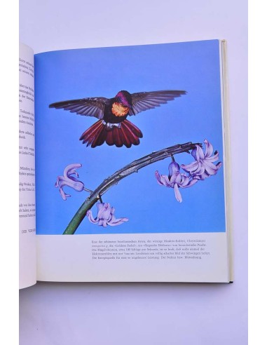 Kolibris. Fliegende Edelsteine