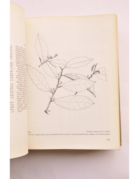 Trees of Puerto Rico and the Virgin Islands. Seconde volume