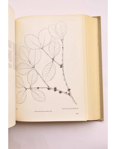 Trees of Puerto Rico and the Virgin Islands. Seconde volume