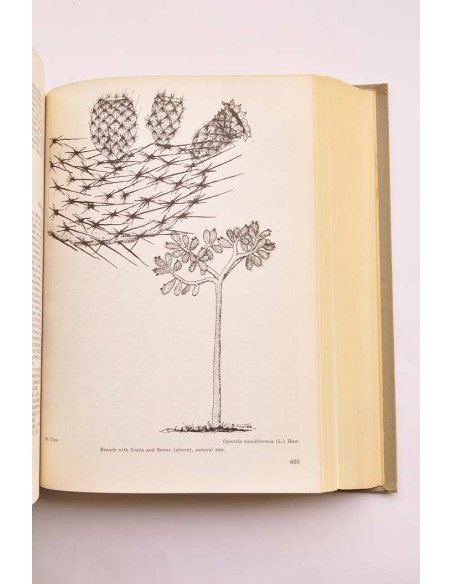 Trees of Puerto Rico and the Virgin Islands. Seconde volume