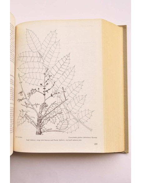 Trees of Puerto Rico and the Virgin Islands. Seconde volume