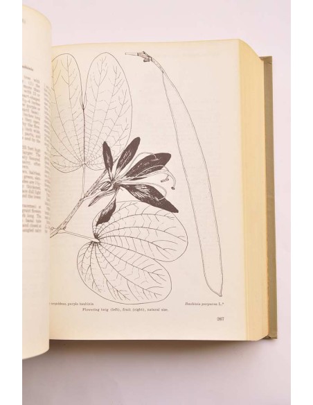 Trees of Puerto Rico and the Virgin Islands. Seconde volume