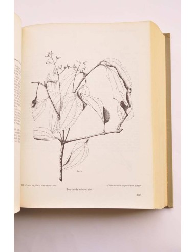 Trees of Puerto Rico and the Virgin Islands....
