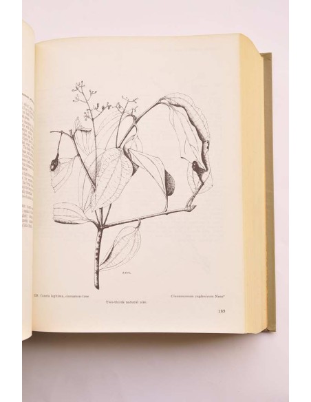 Trees of Puerto Rico and the Virgin Islands. Seconde volume