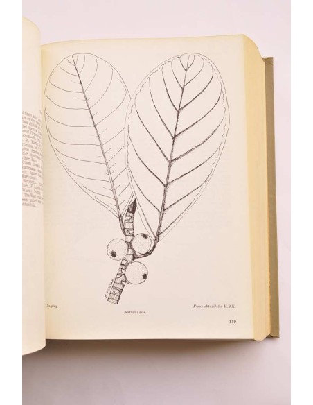 Trees of Puerto Rico and the Virgin Islands. Seconde volume