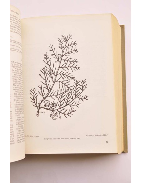 Trees of Puerto Rico and the Virgin Islands. Seconde volume