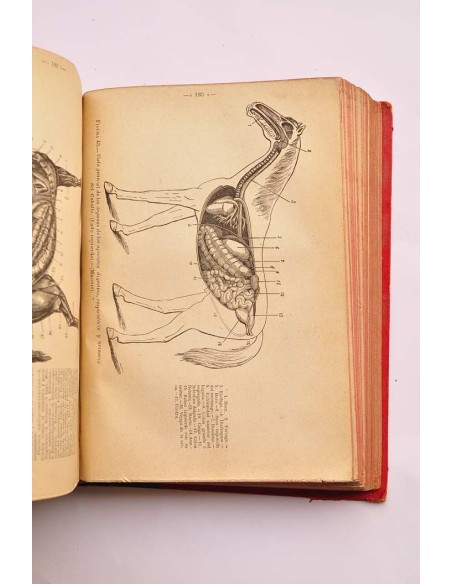 Tratado de anatomía descriptiva de los animales doméstico. Tomo primero. Esqueletología