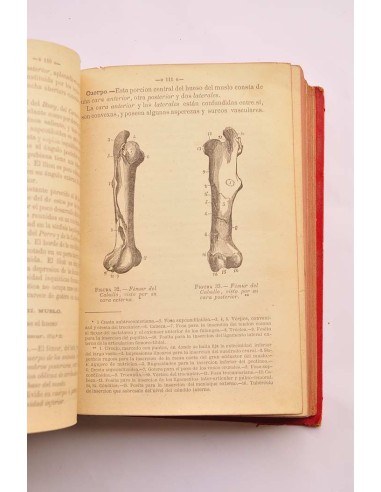 Tratado de anatomía descriptiva de los animales...