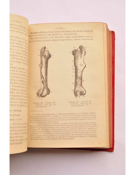Tratado de anatomía descriptiva de los animales doméstico. Tomo primero. Esqueletología