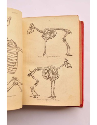 Tratado de anatomía descriptiva de los animales...