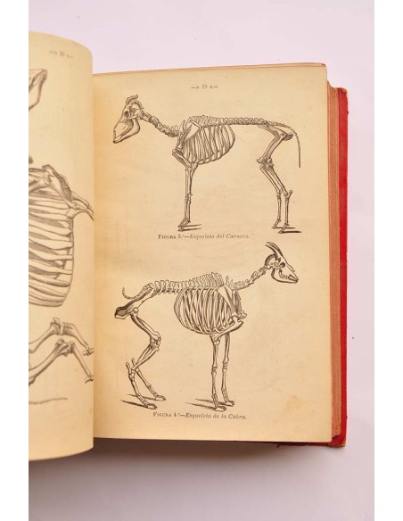 Tratado de anatomía descriptiva de los animales doméstico. Tomo primero. Esqueletología