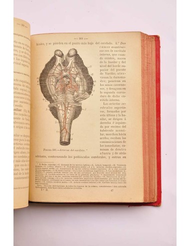 Tratado de anatomía descriptiva de los animales...