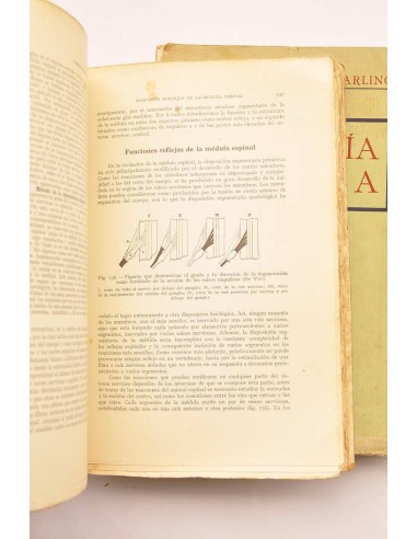Fisiología humana