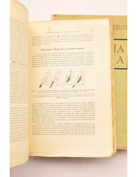 Fisiología humana