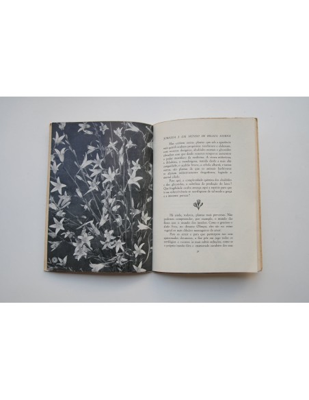 Jornada a um mundo de beleza eterna