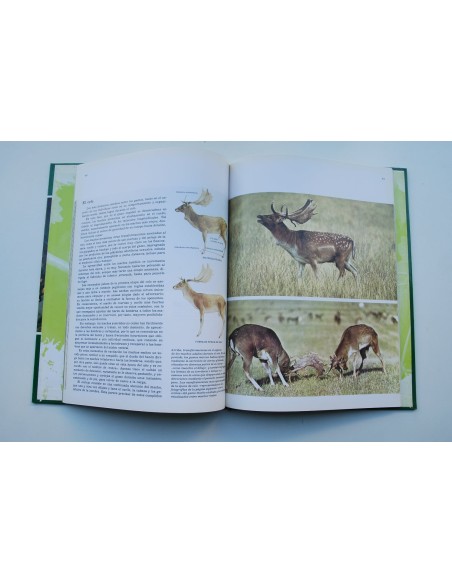 Fauna ibérica