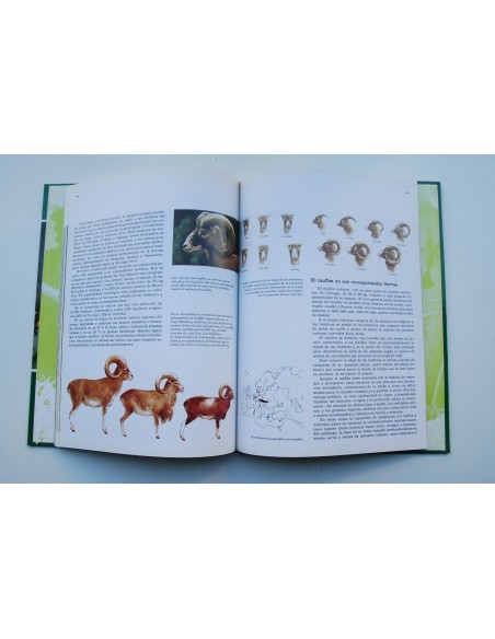 Fauna ibérica