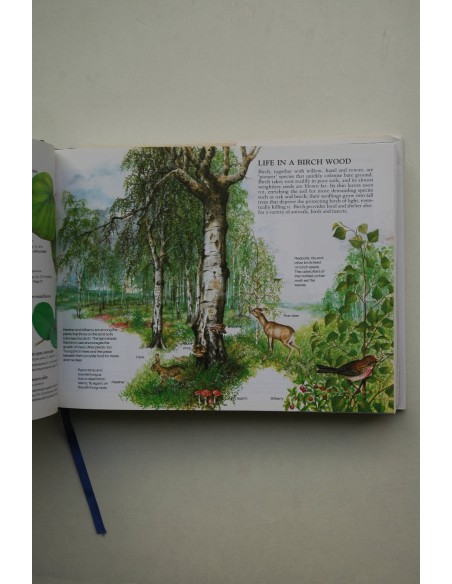 Field guide to trees and shrubs of Britain