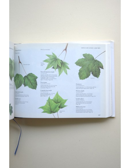 Field guide to trees and shrubs of Britain