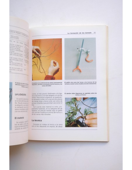 Arte y técnica en el bonsái