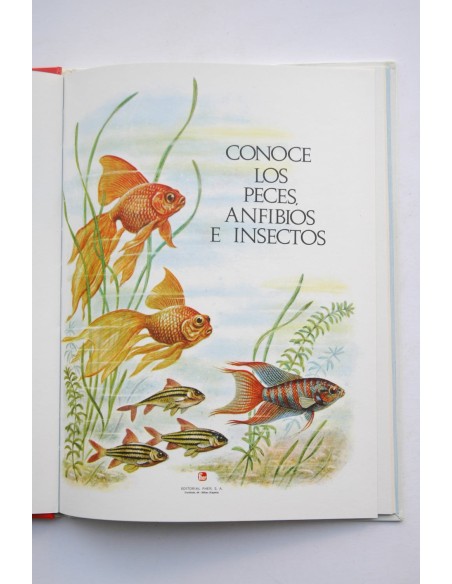 Conoce los peces, anfibios e insectos